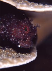 Blenny,Lembeh Strait Indonesia,Nikon F90x+Nexus Housing+I... by Songpol Amnartsingh 